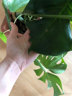 Monstera s kokosovou tyčí - 6
