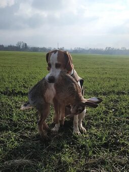 Fenka anglický pointer - 6