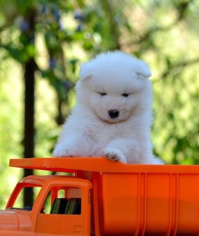 Samojed s FCI PP - LA TORRE ROJA - 6
