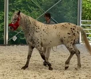 Pohodová klisna s jedinečným původem po Sandro Hit - 6