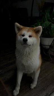 Dvou roční fenka Akita Inu – hledá nový domov - 6