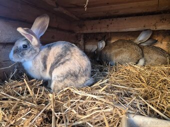 Beran x Liptovský lysko - 6