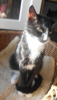 Mazlivý, klidnější 5,5měsíční černobílý kocourek Body - 6