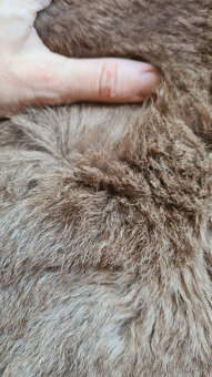 Pravá klokaní kožešina z Austrálie (3) - 6