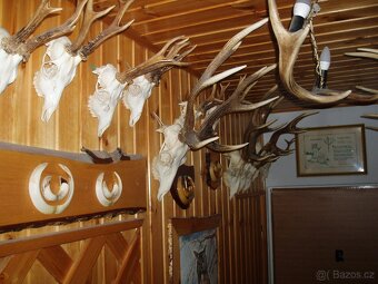 paroží, jelení parohy, srnčí parůžky, zbraně z kance, a pod - 6