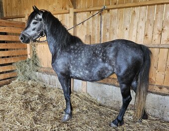 Nadějná pony klisna - 6
