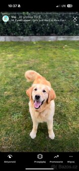 Goldendoodle - 6