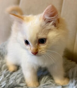 Ragdoll kocourek Imail - 6