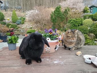 Zakrslý beránek sameček - 6