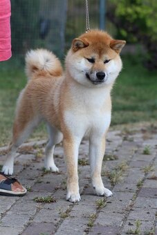 Shiba Inu s PP FCI - 6