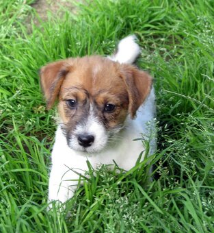 Jack Russell teriér– poslední fenka a 2 pejsci s PP k odběru - 6