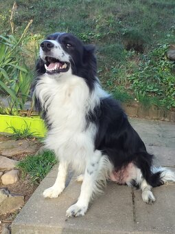 Border Kolie štěňátka dlouhosrstá - 6