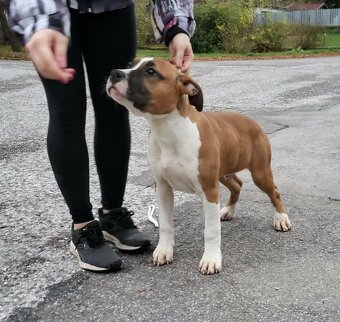 Americký stafordšírský teriér - 6