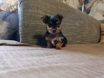 Jorkšírský teriér - 6