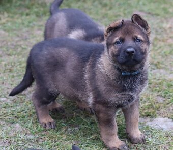 Německý ovčák s PP - 6