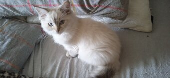 Ragdoll koťátka - 6