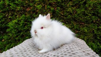 Zakrslý králík, králíček -(TEDDY)-ONDŘEJ A OTA - 6