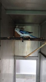 Rosela pestrá modrá na/ino - 6