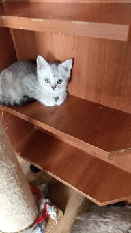 Britská koťátka  s PP - 6