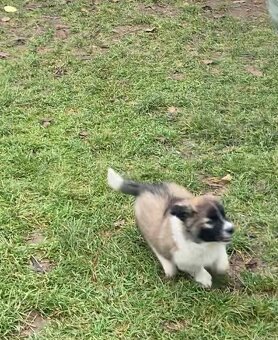 štěňata border kolie - 6