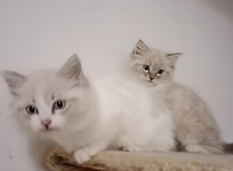 Ragdoll koťátka bez PP - 6
