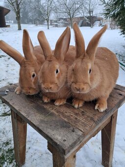 Burgundský králík - 6