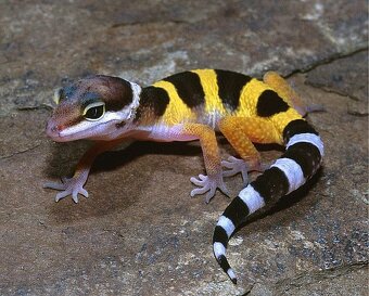 gekončík noční - 6