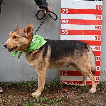 Dandy hledá domov - 6