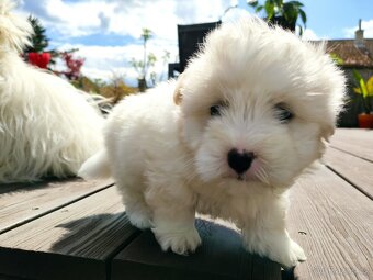 Coton de tulear s PP - 6