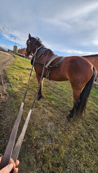 Pronájem pony kobylky 140cm - 6