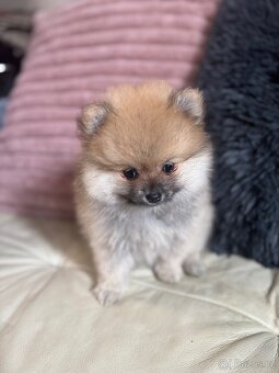 Pomeranian - 6