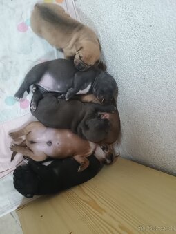 Amstaff - 6