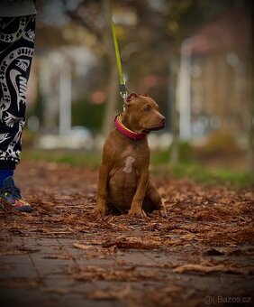 American Bully classic - 6