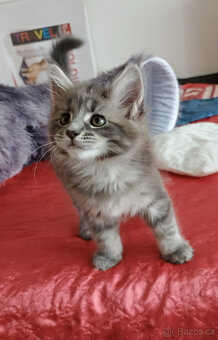 Mainská mývalí koťátka. - 6