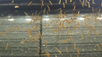 Kreveta Caridina Multidentata (Amano, Japonica) - 6
