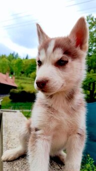 Sibirsky husky - 6