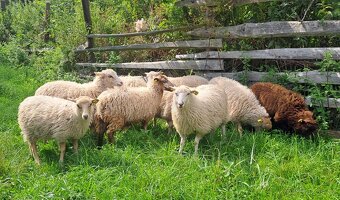 Kříženky Scudde × Shetland - 6