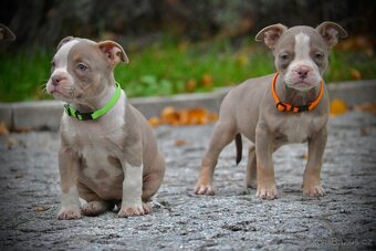 Štěňátka American Bully - 6