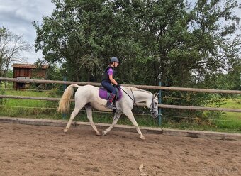 Shagya arab klisna 16-let - 6