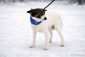 Dolly hledá domov - 6