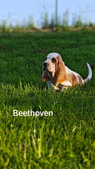 BASSET HOUND - 6