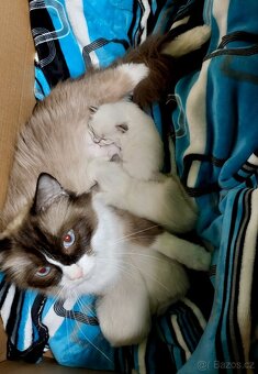 Ragdoll koťátko holčička k REZERVACI - 6