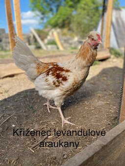 Kohouti čistokrevní i mix - 6