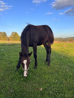 75% appaloosa hřebeček - 6