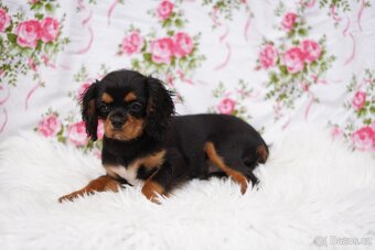Kavalír king charles španěl - 6