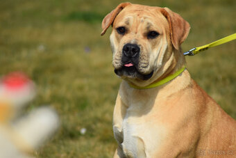 boerboel ballotada - fena 11 měsíců - 6