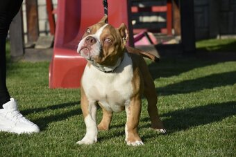 American bully s PP - 6