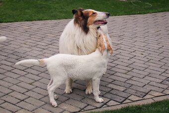 Americká kolie krátkosrstá s PP - 6