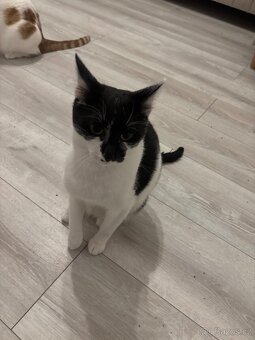 Koťata / Kocouři k adopci ihned k odběru - 6