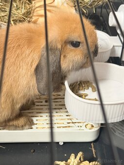 Králíček beránek včetně vybavení - 6